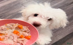 Maltipoo dogs for sale: Stella - Image 9
