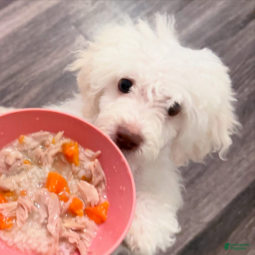 Maltipoo dogs for sale: Stella - Image 9