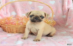 Pug dogs for sale: Amelia - Image 4