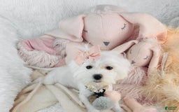 Maltese dogs for sale: Maribel - Image 1