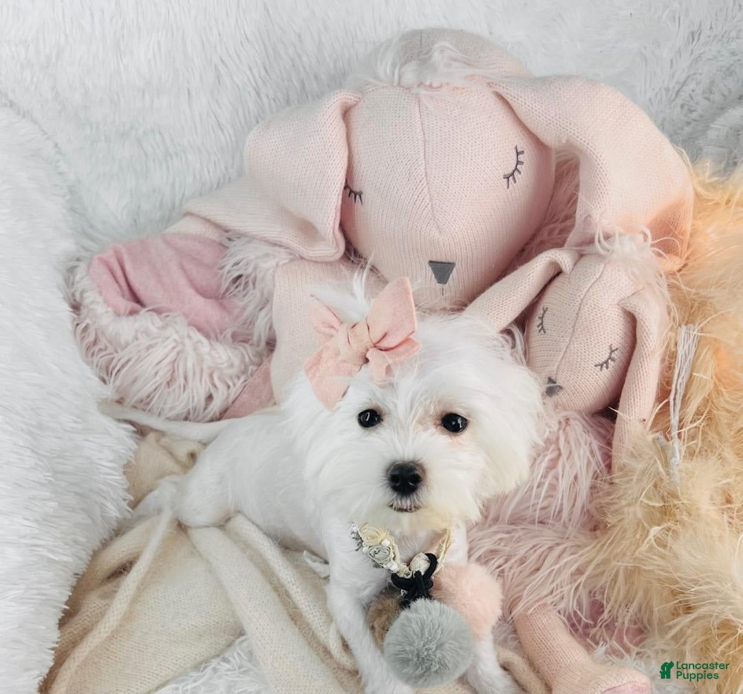 Maltese dogs for sale: Maribel - Image 1
