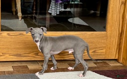 Italian Greyhound dogs for sale: Cj - Image 3