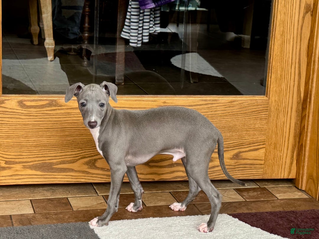 Italian Greyhound dogs for sale: Cj - Image 3