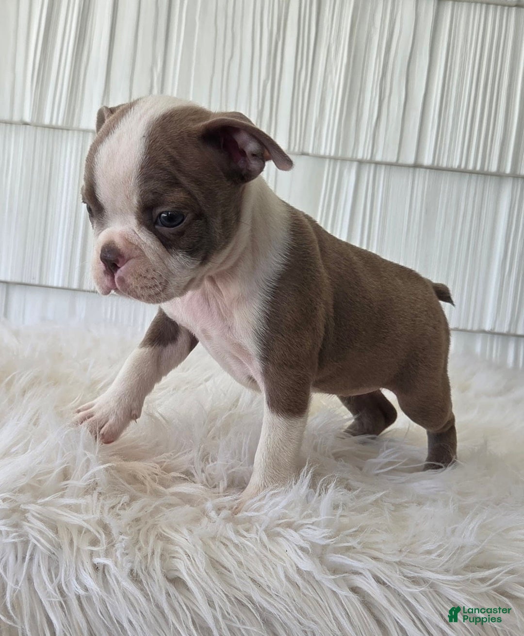 Boston Terrier dogs for sale: Jewel - Image 3