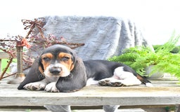 Basset Hound dogs for sale: Shanda - Image 7