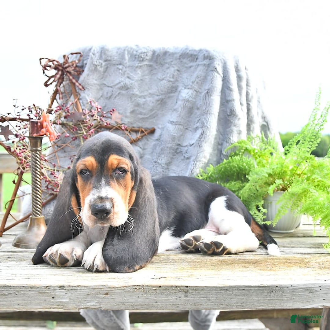 Basset Hound dogs for sale: Shanda - Image 7