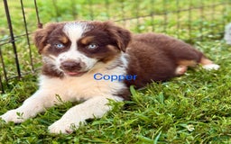 Australian Shepherd dogs for sale: Copper - Image 2