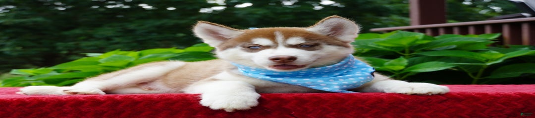Chief