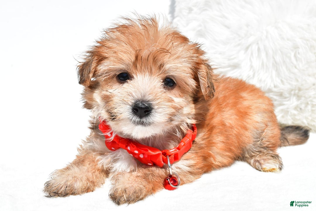 Morkie dogs for sale: Roy Teacup - Image 1