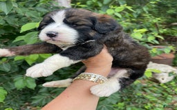 Bernedoodle dogs for sale: 🌸strawberry Shortcake - Image 6