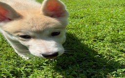 categoriesInfo:categoryAttributeOptions.pets.dogs.breed.akita dogs for sale: Champ - Image 7