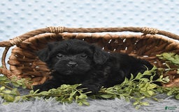 Havapoo dogs for sale: Brittany - Image 2
