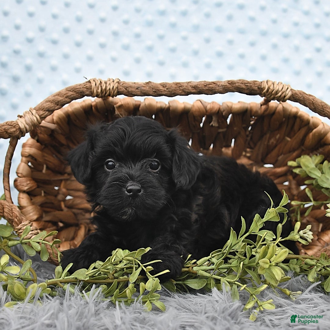 Havapoo dogs for sale: Brittany - Image 2