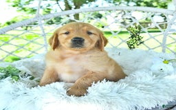 Golden Retriever dogs for sale: Anson - Image 14