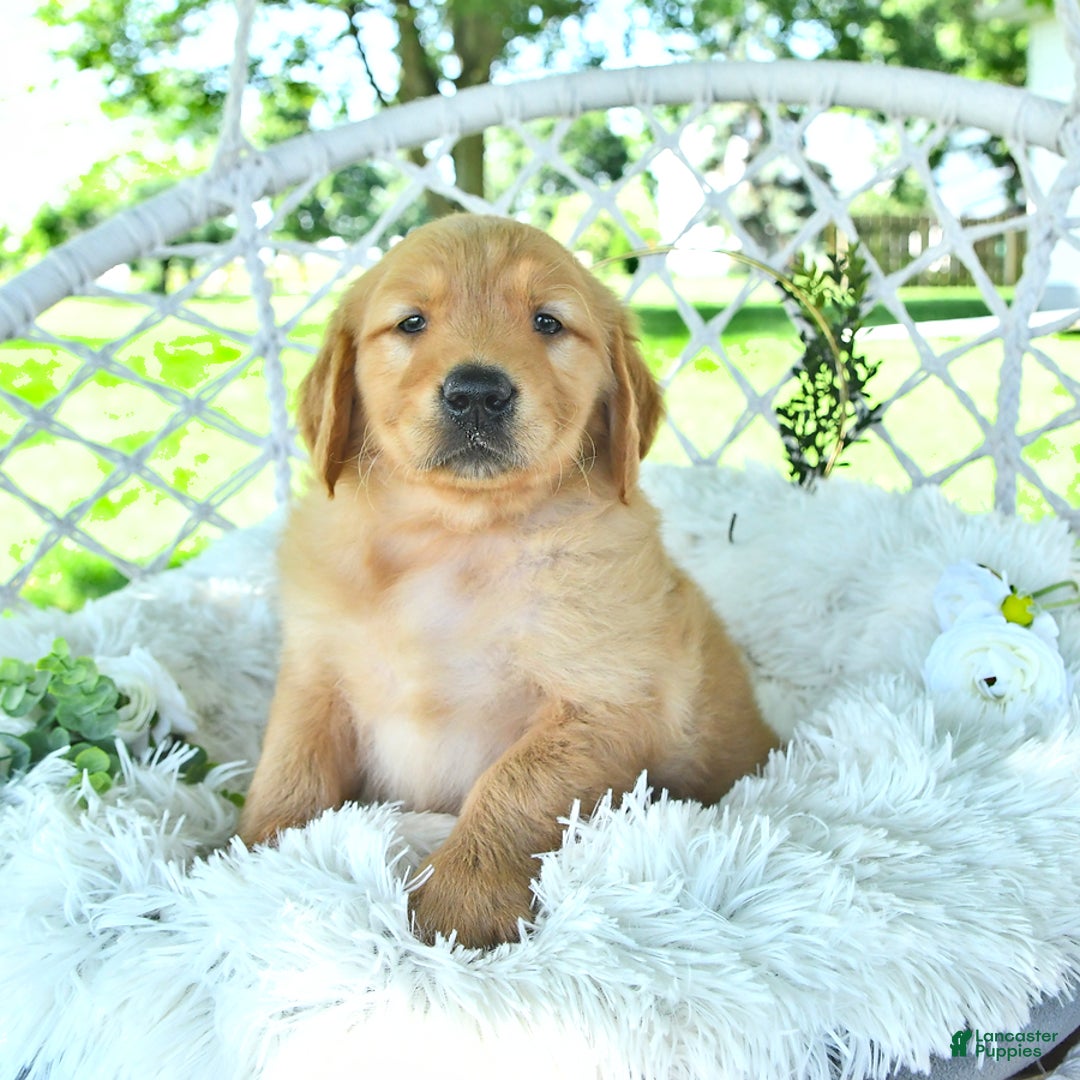 Golden Retriever dogs for sale: Anson - Image 14