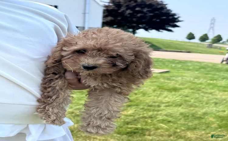 Cavapoo dogs for sale - Ad 1