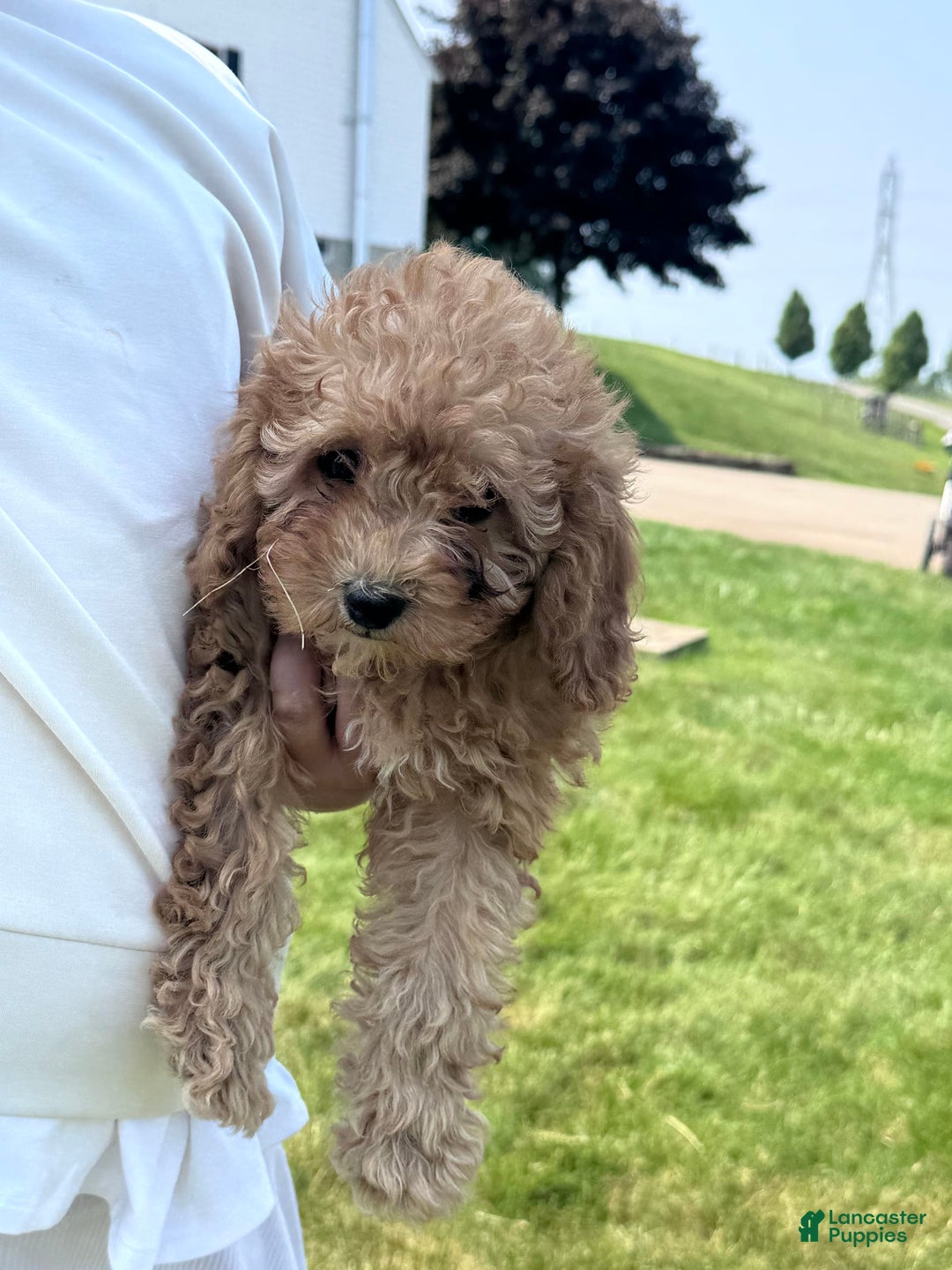 Cavapoo dogs for sale: Bella - Image 5