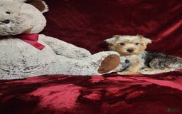 Yorkshire Terrier dogs for sale: LUCA - Image 2