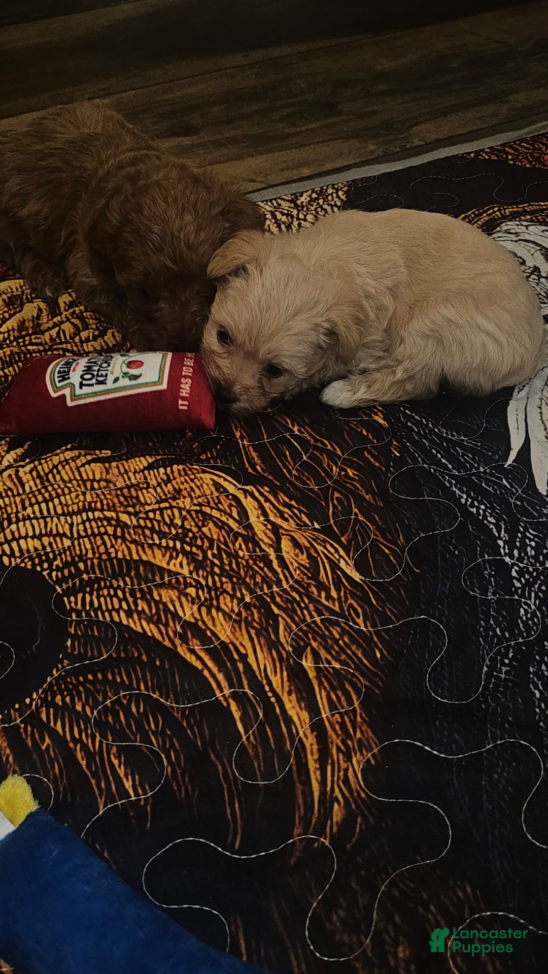Yorkiepoo dogs for sale: Tiny - Image 5