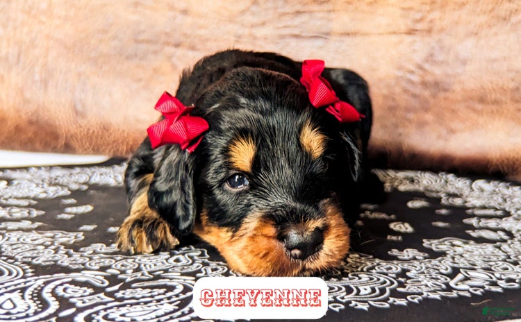 Bernedoodle dogs for sale - Ad 3