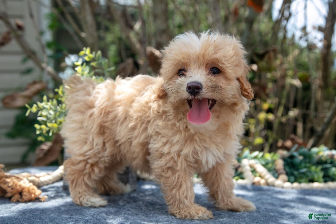 Cavapoo dogs for sale: Susie - Image 1
