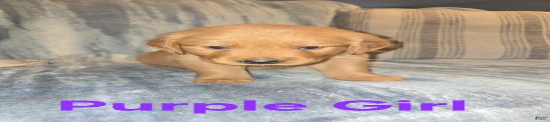 Purple Girl