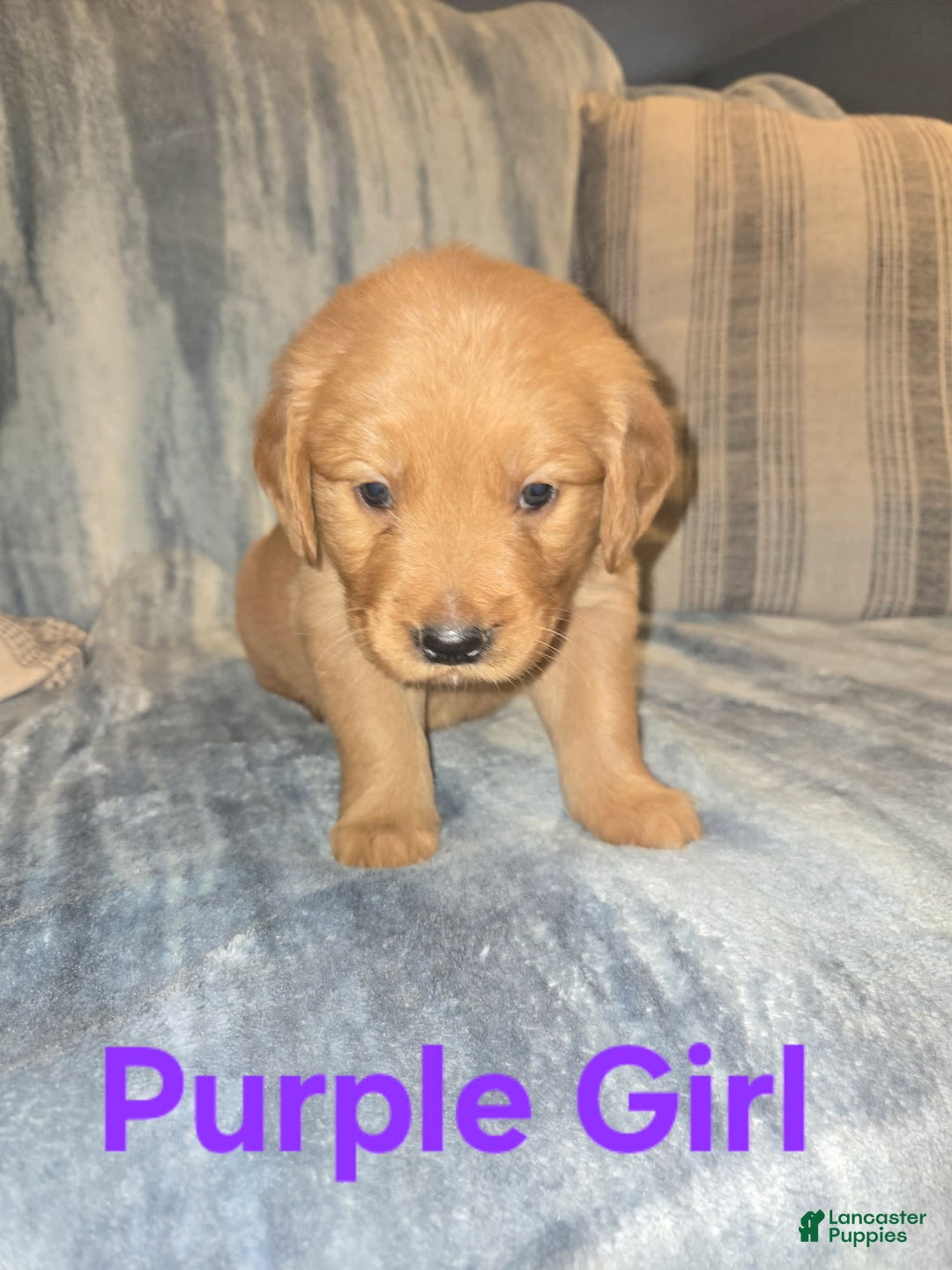 Golden Retriever dogs for sale: Purple Girl - Image 2