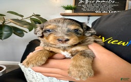 Mini Goldendoodle dogs for sale: Noah - Health tested - Image 2