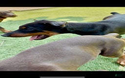 Doberman Pinscher dogs for sale: Jet Euro Championship Line Doberman - Image 5