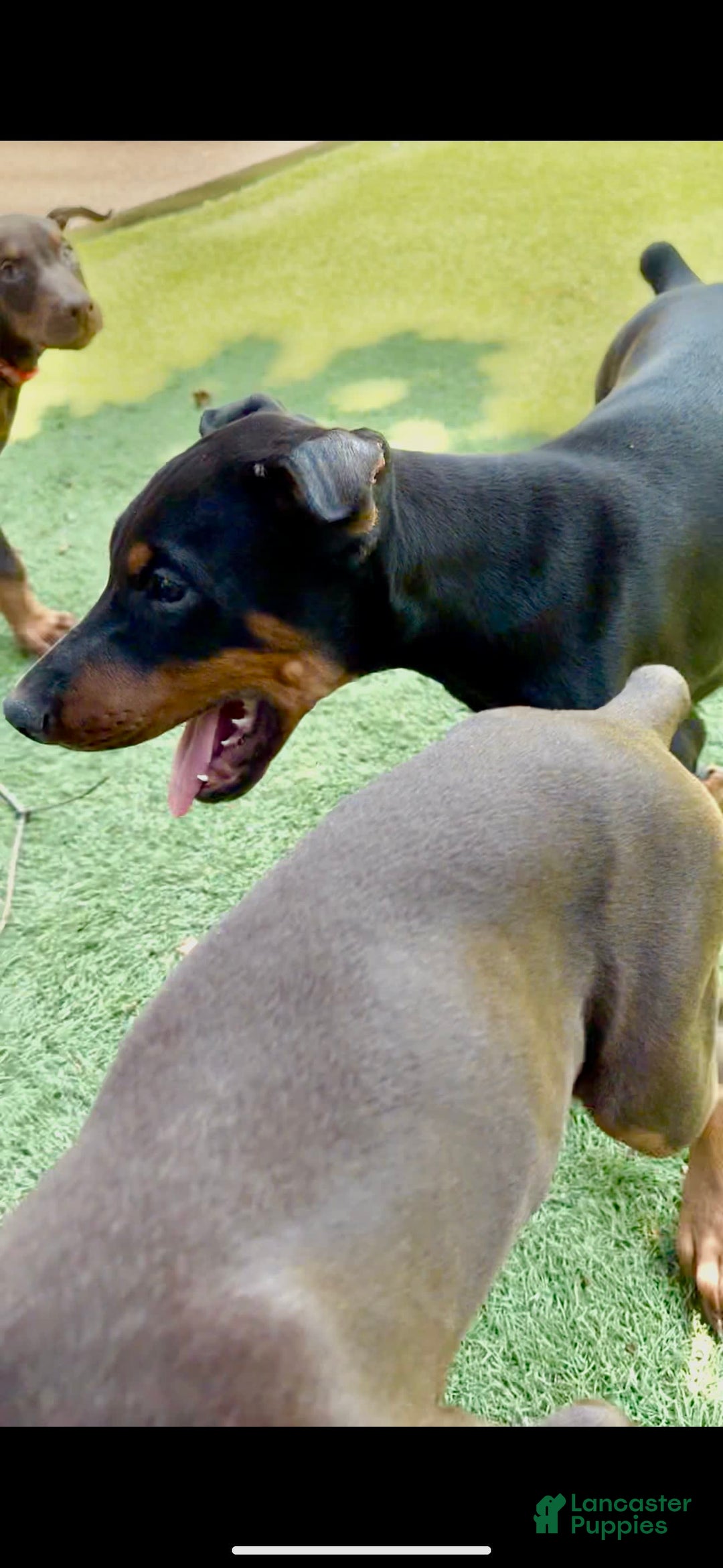 Doberman Pinscher dogs for sale: Jet Euro Championship Line Doberman - Image 5