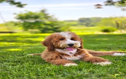 Goldendoodle dogs for sale: Oakley - Image 8