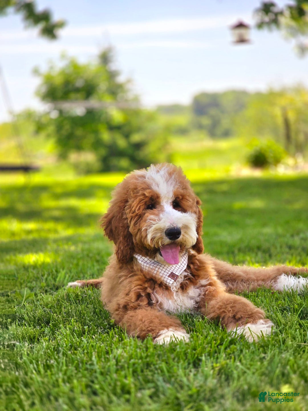 Goldendoodle dogs for sale: Oakley - Image 8