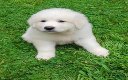 Great Pyrenees dogs for sale: Cedar - Image 3