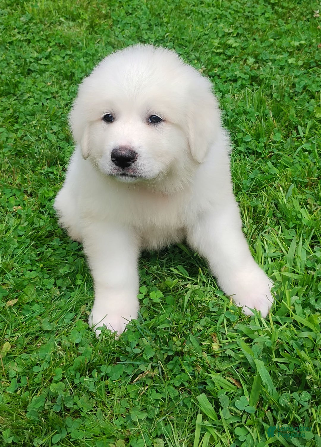 Great Pyrenees dogs for sale: Cedar - Image 3