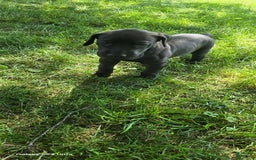 Great Dane dogs for sale: Onyx - Image 19
