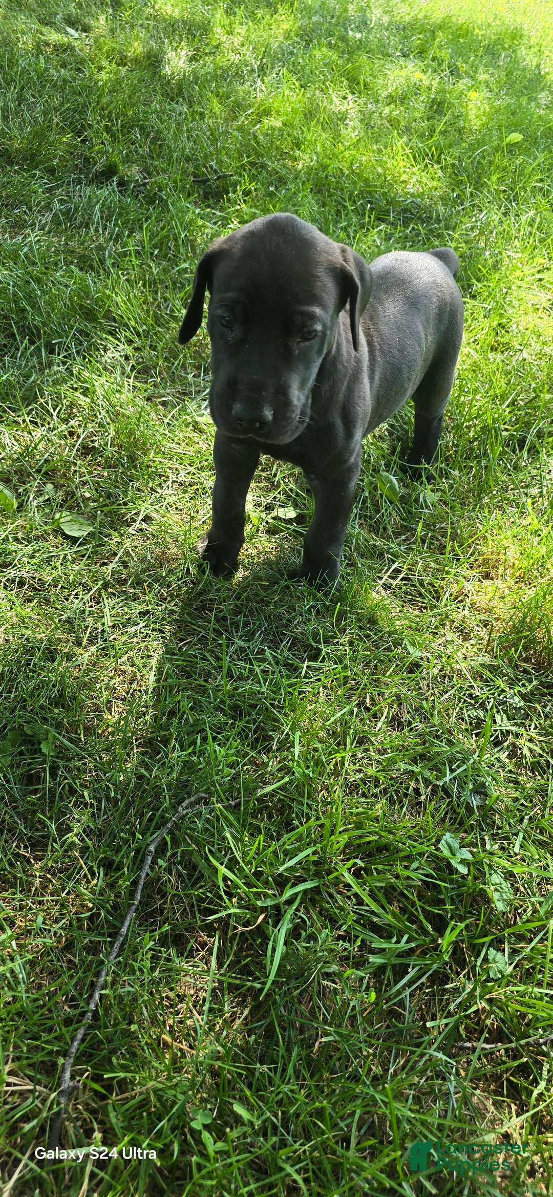 Great Dane dogs for sale: Onyx - Image 19