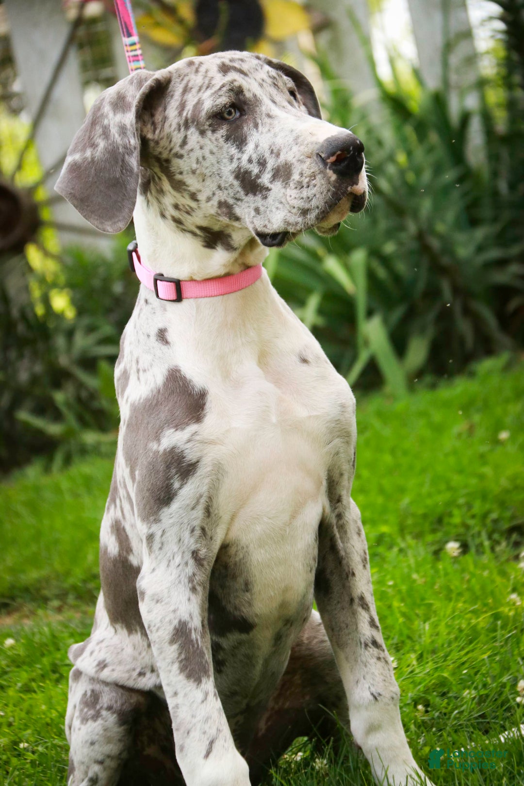 Great Dane dogs for sale: Jamaica - Image 5