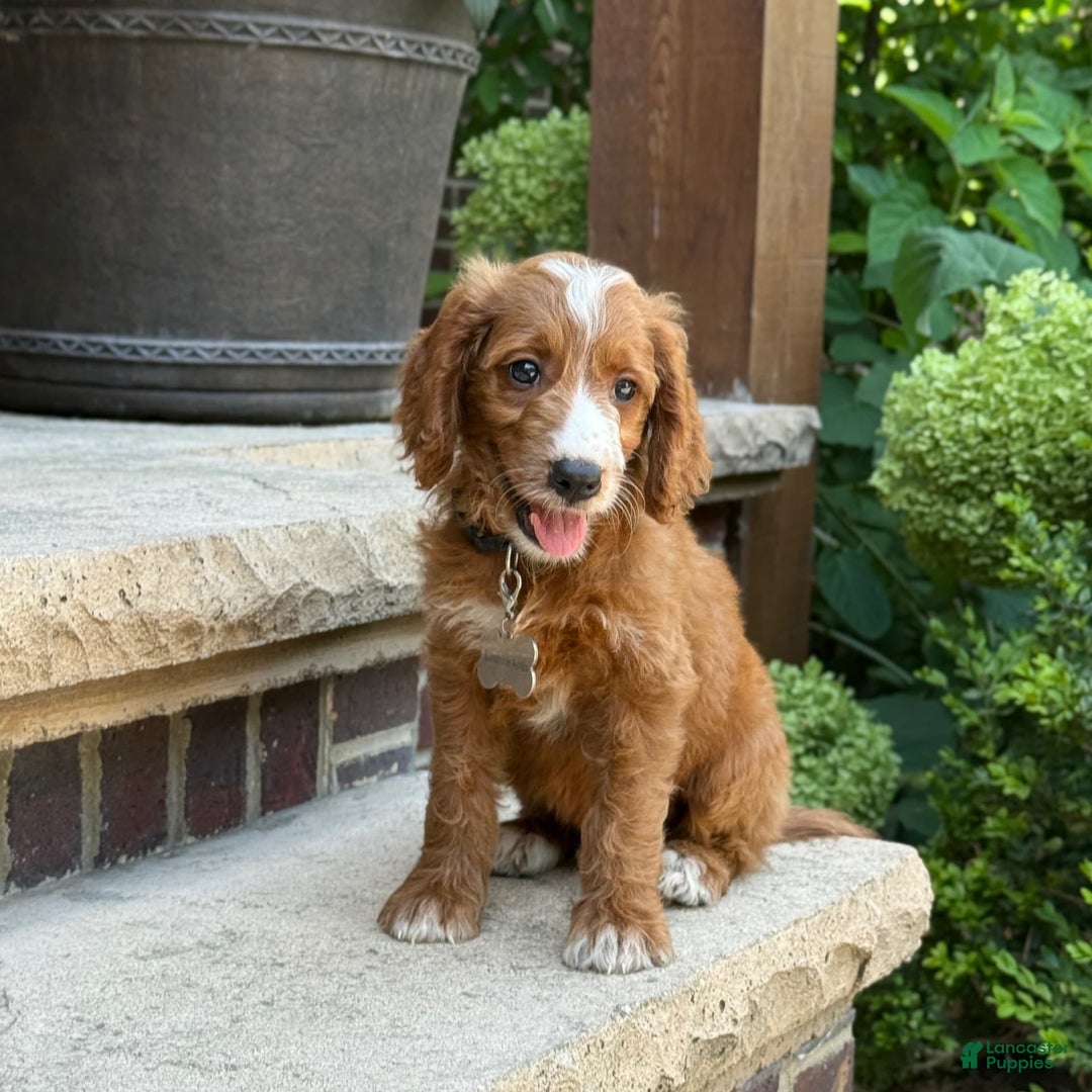 Goldendoodle dogs for sale: Ginger - Image 5