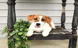 Jack Russell Terrier dogs for sale: Starburst - Image 10