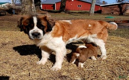 Saint Bernard dogs for sale: Coleman Saint Bernards Of Ohio Roxy - Image 4