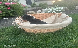 Cavalier King Charles Spaniel dogs for sale: Cavalier King Charles Spaniel 5 puppies - Image 17