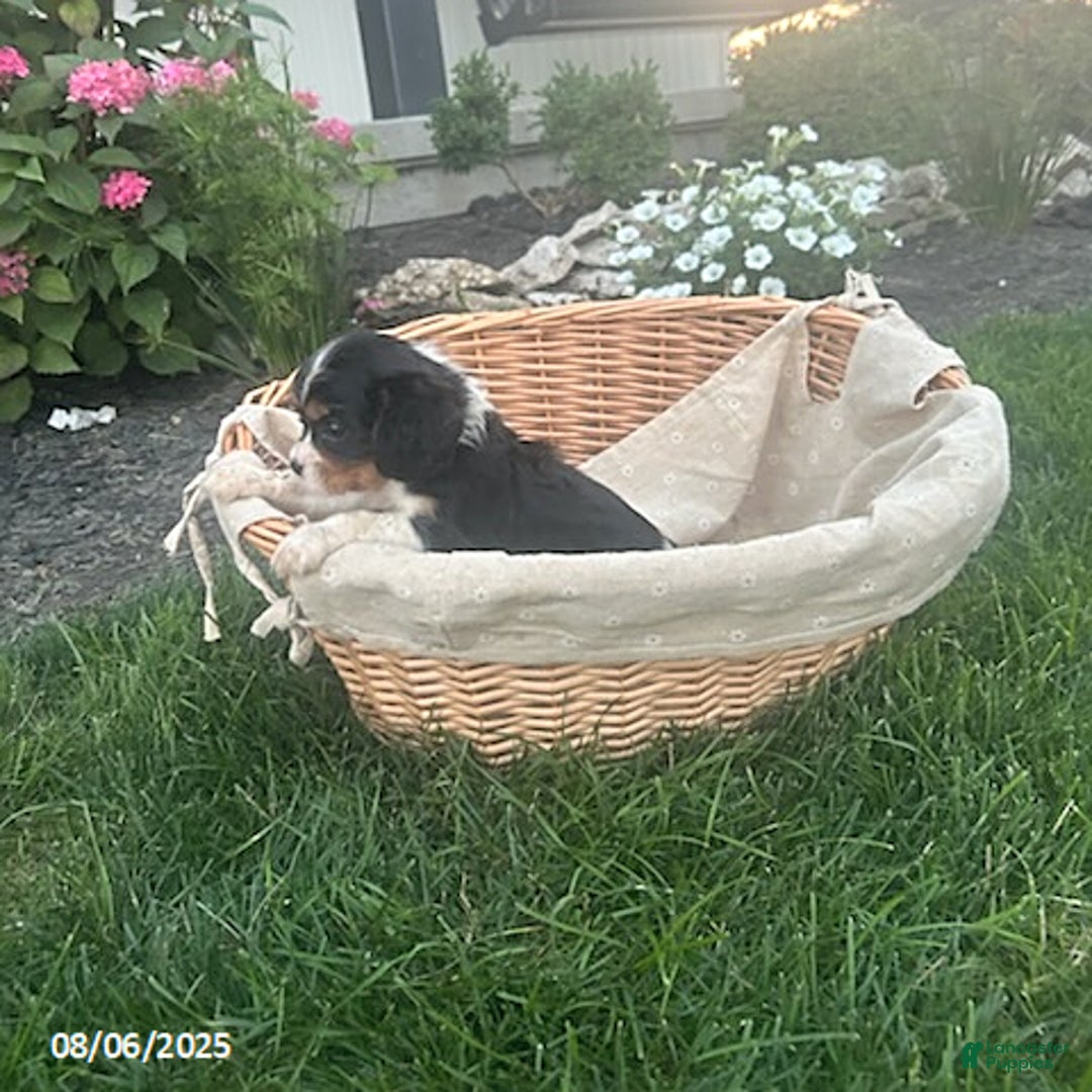 Cavalier King Charles Spaniel dogs for sale: Cavalier King Charles Spaniel 5 puppies - Image 17