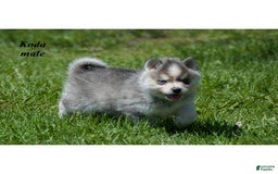 Alaskan Klee Kai dogs for sale: Koda - Image 1
