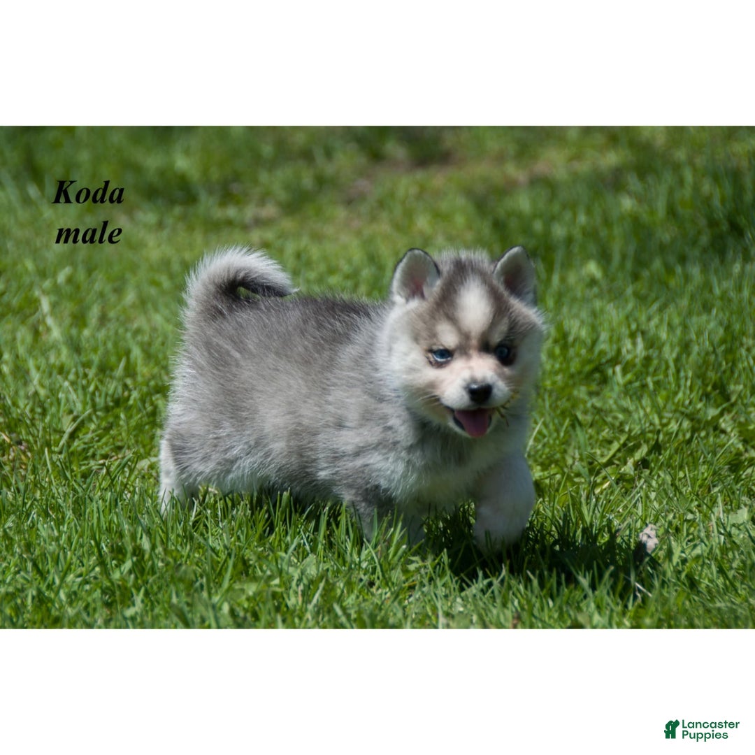 Alaskan Klee Kai dogs for sale: Koda - Image 1