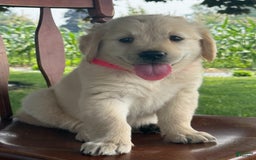 Golden Retriever dogs for sale: Joyful Jewel - Image 2