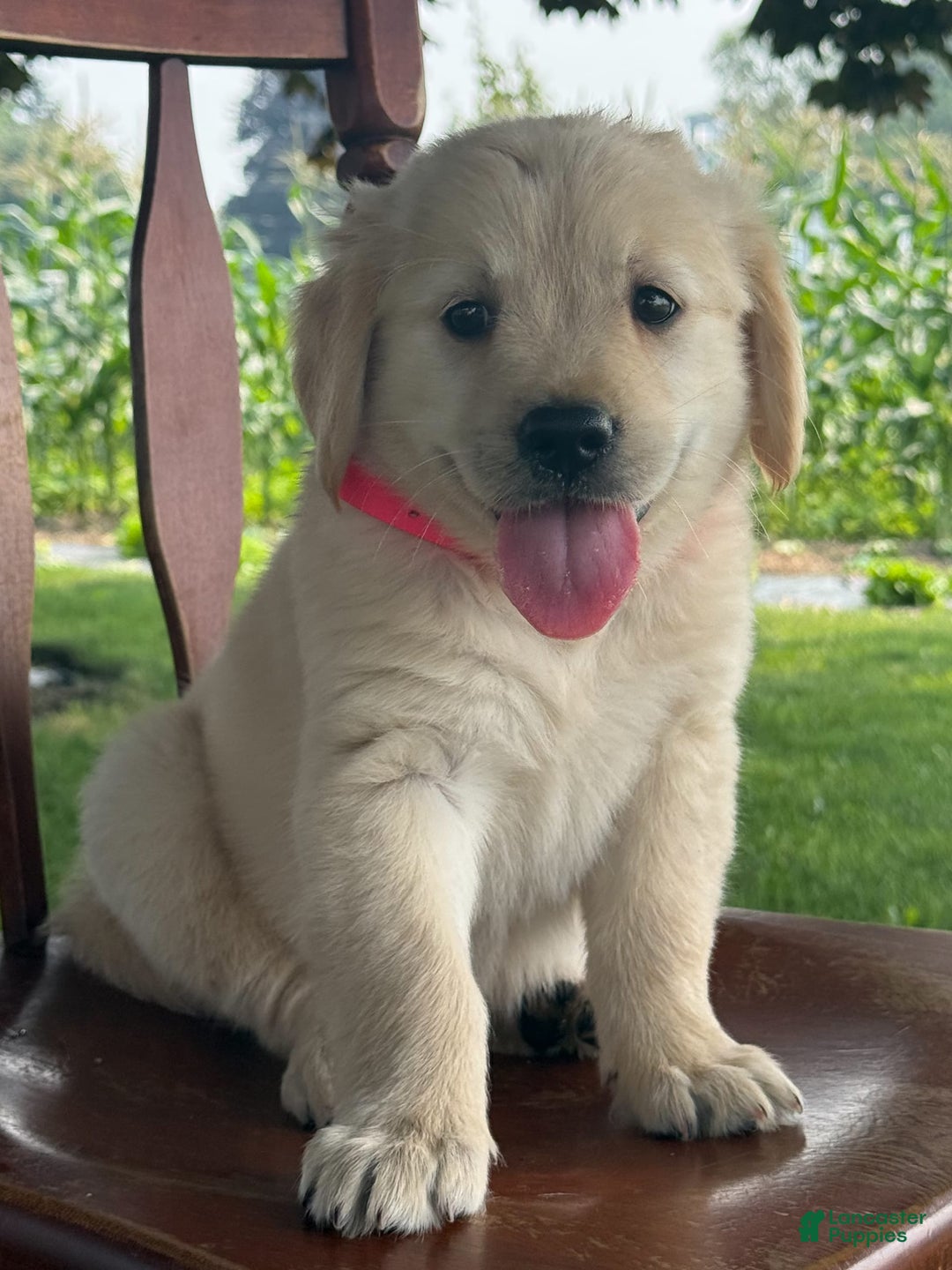 Golden Retriever dogs for sale: Joyful Jewel - Image 2