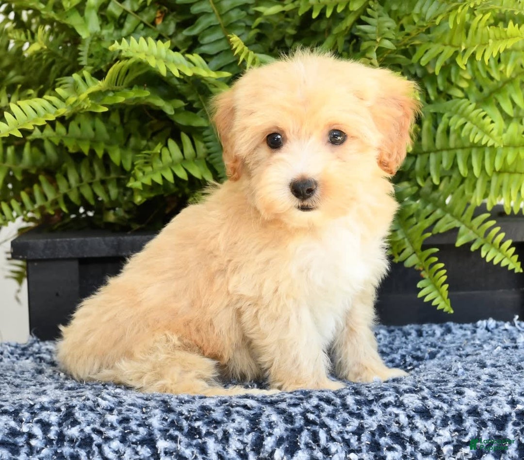 Havapoo dogs for sale: Maggie - Image 7