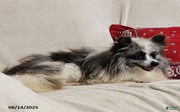 Pomeranian dogs for sale: Janey - Image 6