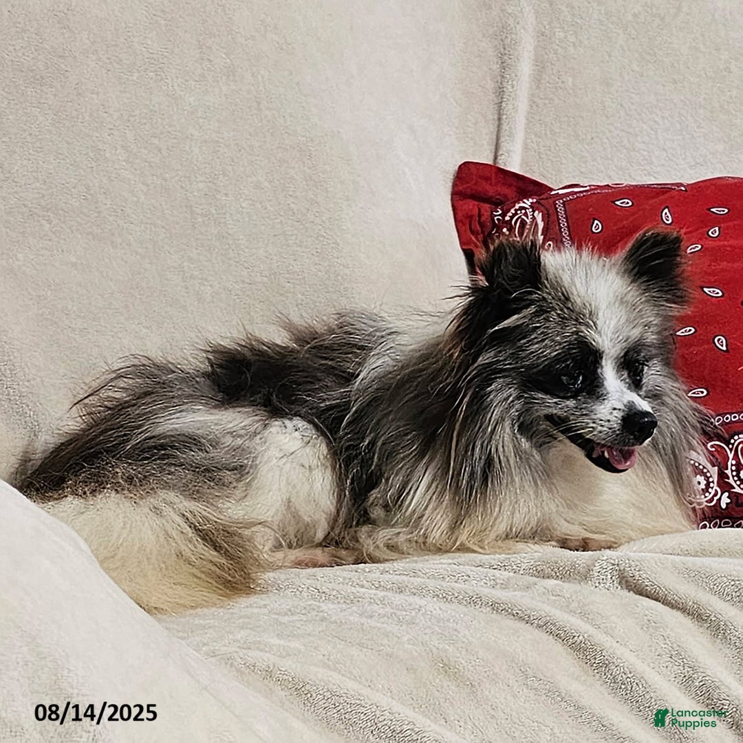 Pomeranian dogs for sale: Janey - Image 6