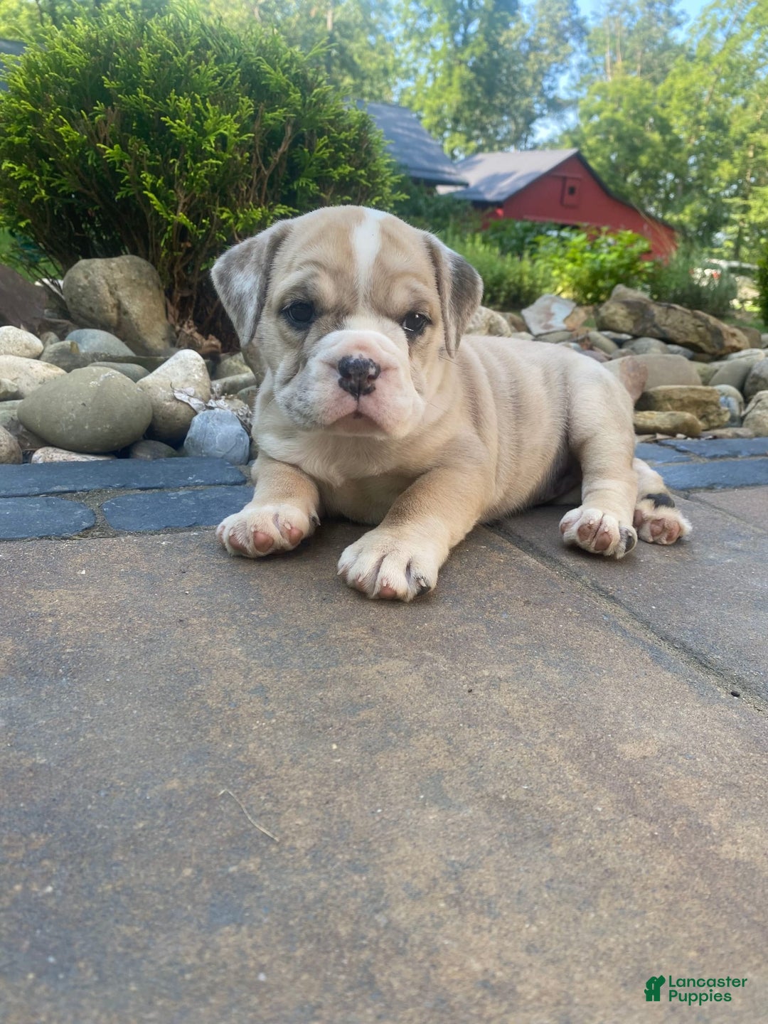 French Bulldog dogs for sale: Milly - Image 5